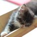 Hibrkraft Behind The Scene Story Sleepy Kitten