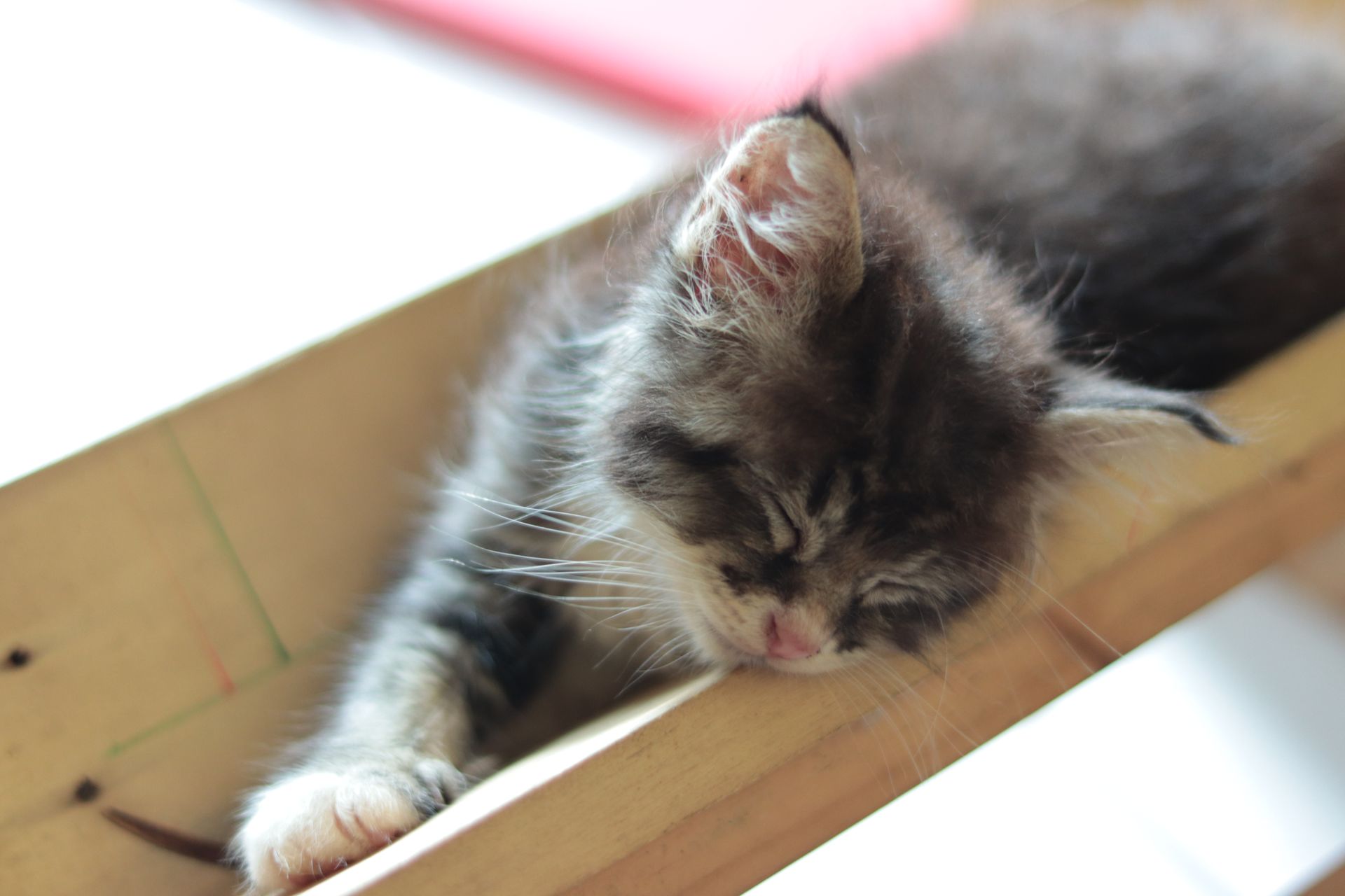 Hibrkraft Behind The Scene Story Sleepy Kitten